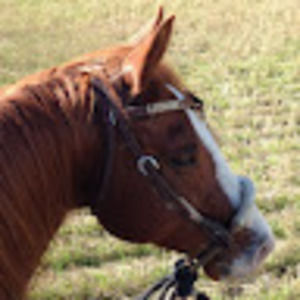 Meet your Posher, Lori